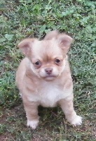 CHIOT