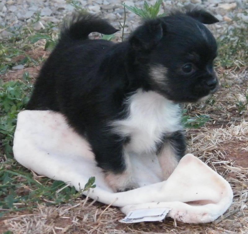 El Tabarcas - Chihuahua - Portée née le 21/07/2010