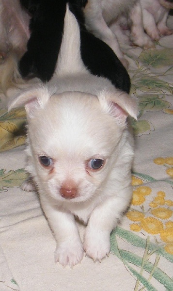 El Tabarcas - Chihuahua - Portée née le 13/07/2010