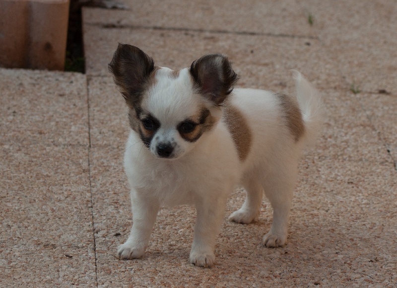 El Tabarcas - Chiot disponible  - Chihuahua