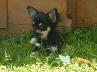CHIOT