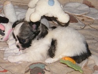 CHIOT